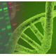 Красители ДНК и РНК