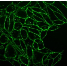 30090T Краситель клеточных мембран CellBrite Fix 488, 1 пробирка, Biotium