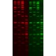41008-500uL Краситель нуклеиновых кислот PAGE GelRed Nucleic Acid Gel Stain, 10,000X, водный, Biotium