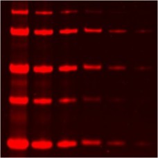 21005-1L Люминесцентный краситель белков One-Step Lumitein UV Protein Gel Stain, 1 л, Biotium