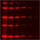 21005-1L Люминесцентный краситель белков One-Step Lumitein UV Protein Gel Stain, 1 л, Biotium