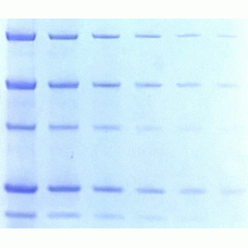 21003-1L Краситель белка в гелях One-Step Blue Protein Gel Stain, 1 л, Biotium