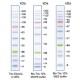 21531-500uL Окрашенный белковый маркер для электрофореза Peacock Plus Prestained Protein Marker, 500 мкл, Biotium