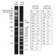 31022 Маркер для электрофореза ДНК Ready-to-Use 1 kb DNA Ladder, 1,5 мл, Biotium