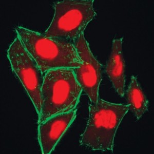 EverBrite - среда для флуоресцентной микроскопии от Biotium