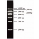 CW0641S Маркер ДНК 1kb Ladder, 100 реакций, CoWin Biotech