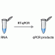 Одноэтапная ОТ-ПЦР (One-Step RT-PCR)