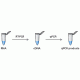 Двухэтапная ОТ-ПЦР (Two-Step RT-PCR)