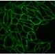 30090T Краситель клеточных мембран CellBrite Fix 488, 1 пробирка, Biotium