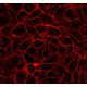 30088T Краситель клеточных мембран CellBrite Fix 555, 1 пробирка, Biotium