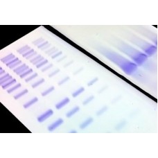 41020 Краситель ДНК в гелях DNAzure® Blue Nucleic Acid Gel Stain, 100X, 10 мл, Biotium