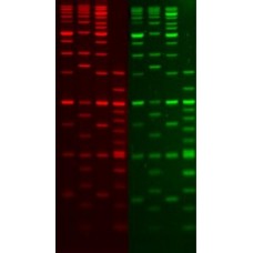 41008-500uL Краситель нуклеиновых кислот PAGE GelRed Nucleic Acid Gel Stain, 10,000X, водный, Biotium