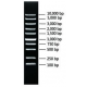 CW2583S Маркер ДНК Super DNA Marker, 100 реакций, CoWin Biotech