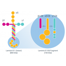 RL511-350ug Внеклеточный матрикс рекомбинантный ламинин BG iMatrix 511, 350 мкг, PeproTech