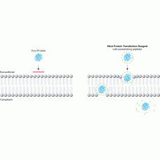 631324 Реагент для трансфекции белков Xfect™ Protein Transfection Reagent, 100 реакций, Takara BIO