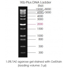 BM211-01 Маркер ДНК 1 kb, 500 мкл, TransGen Biotech