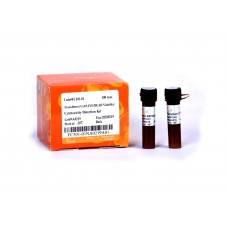 FC301-01 Набор для определения жизнеспособности клеток TransDetect® Cell LIVE/DEAD Viability/Cytotoxicity Detection Kit, 100 реакций, TransGen Biotech