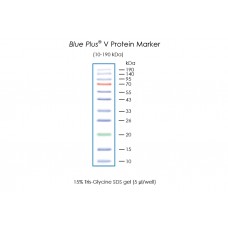 DM141-01 Окрашенные маркеры для электрофореза Blue Plus® V Protein Marker (10-190 kDa), 250 мкл, TransGen Biotech