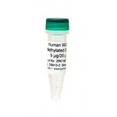D5013-2 Метилированная ДНК человека WGA Human WGA Methylated DNA, 5 мкг/20 мкл, Zymo Research