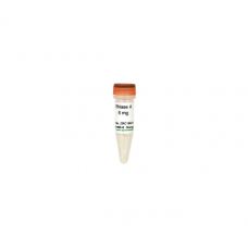 E1008-8 Фермент РНКаза А, 8 мг, Zymo Research